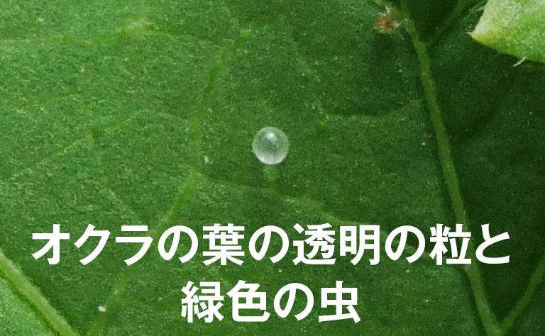 オクラの透明の粒と緑色の虫 Chienoha ちえのは